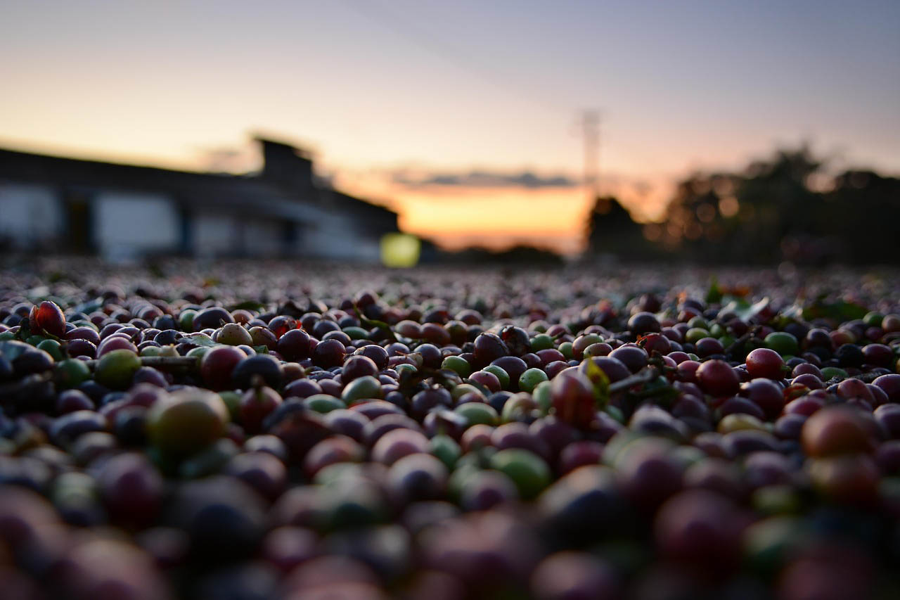 Greenwell Farms Guided Coffee Farm Tour