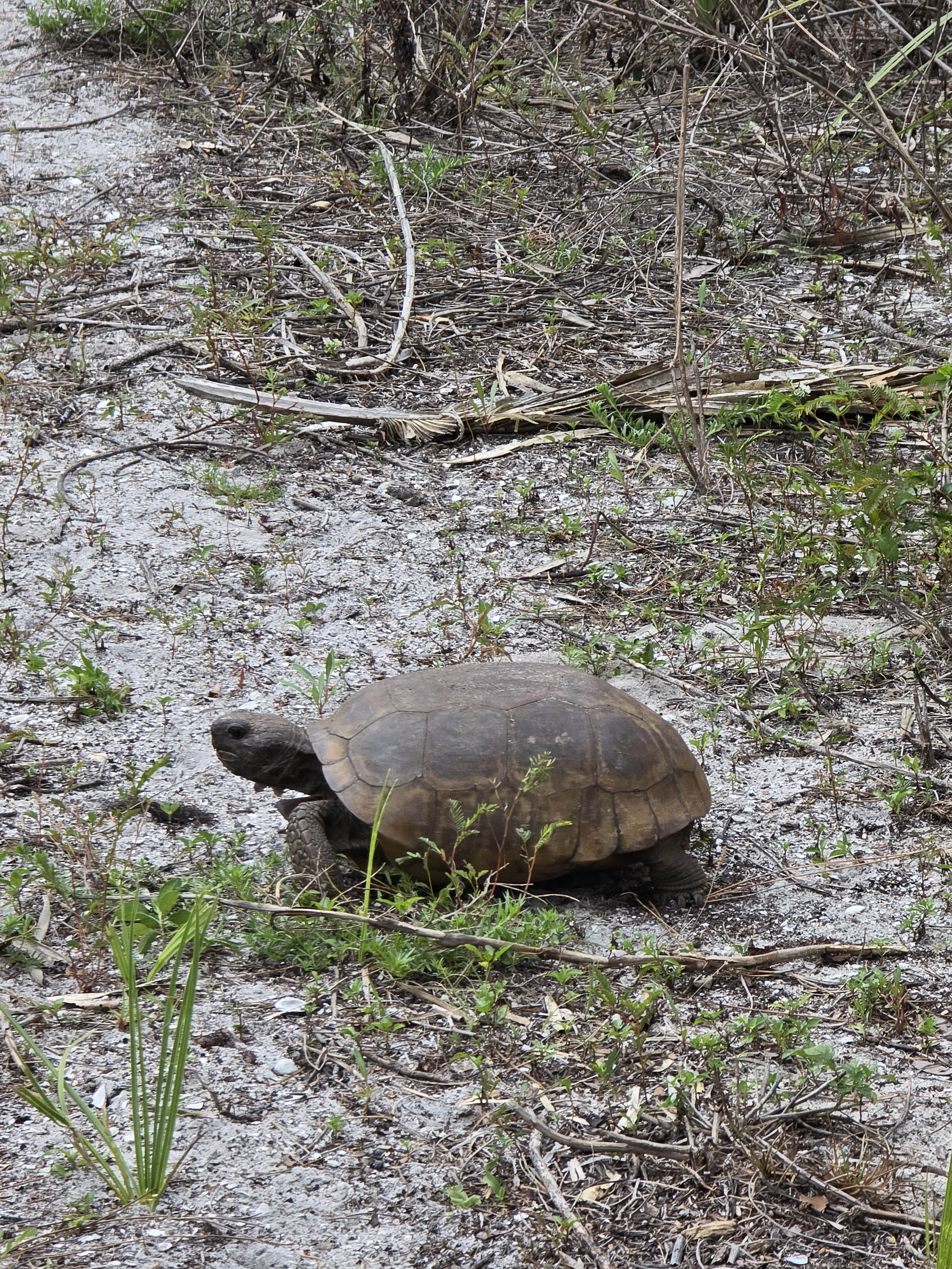 birds in honeymoon island state park