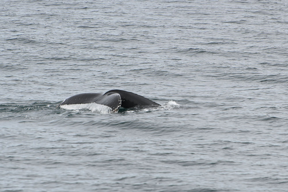 Reykjavik Classic Whale Watching Tour