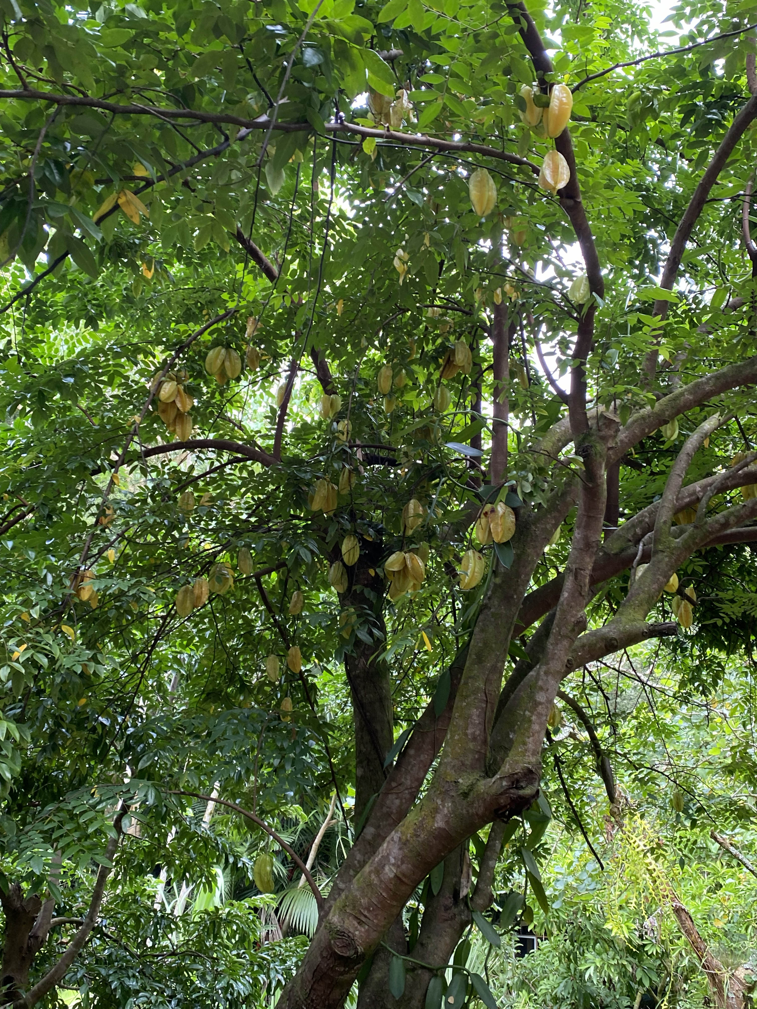 Lydgate Farms Chocolate Farm Tour