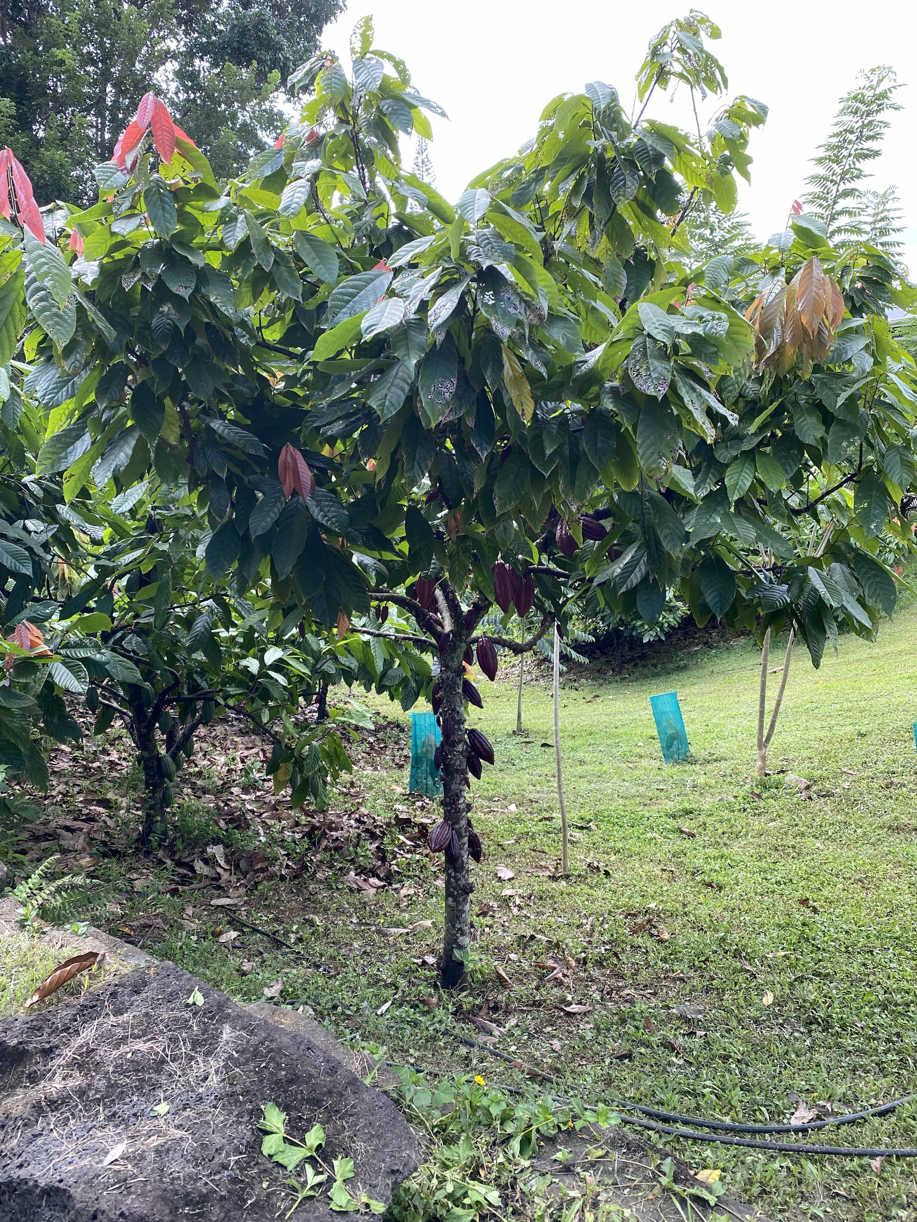 Lydgate Farms Chocolate Farm Tour