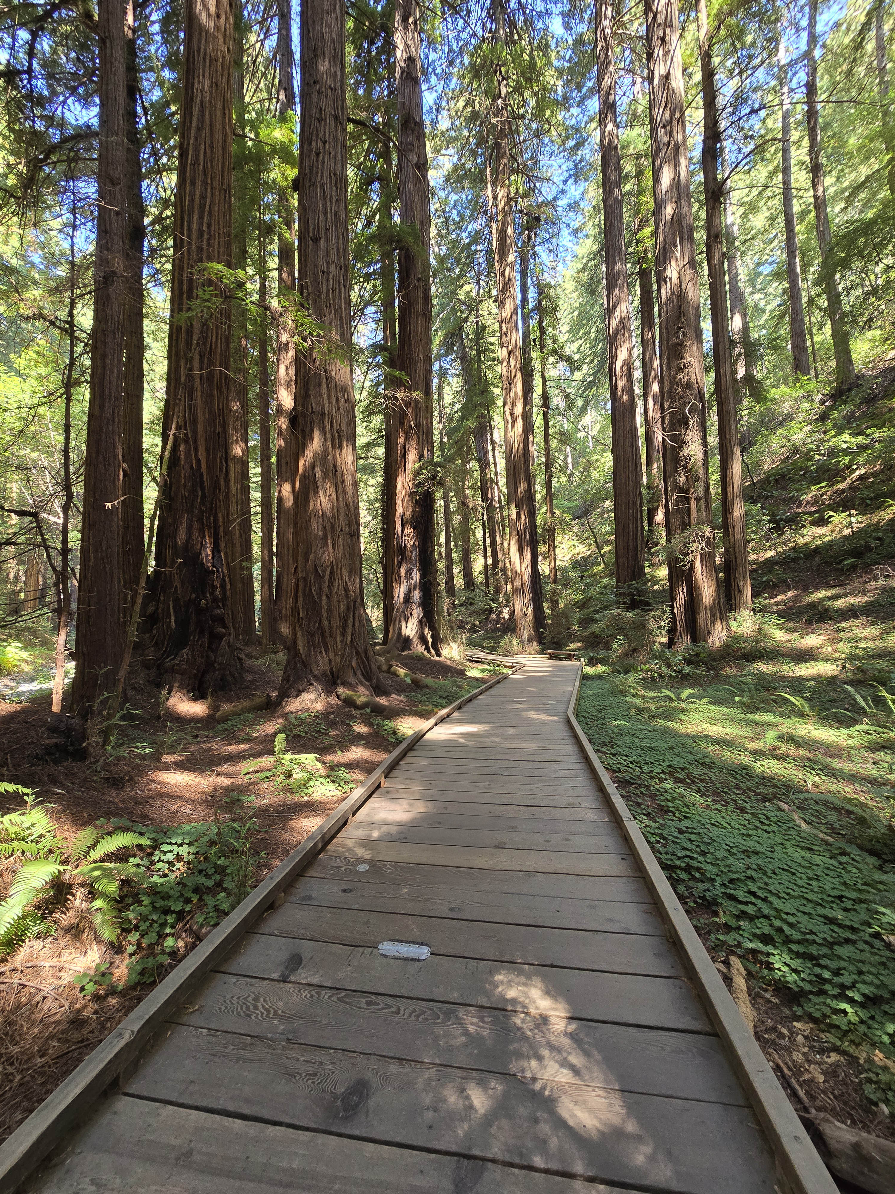 Muir Woods National Monument